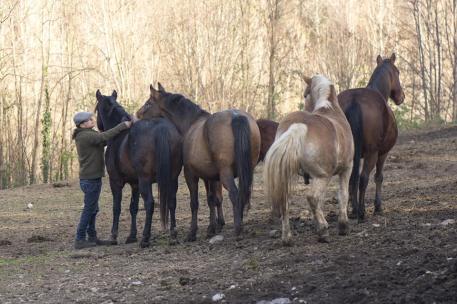 cavalli improntamica