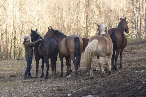 cavalli improntamica