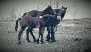 Learning horse friuli