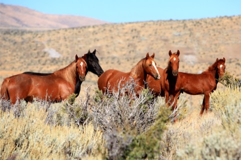 wildhorses3