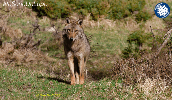 io-sono-un-lupo