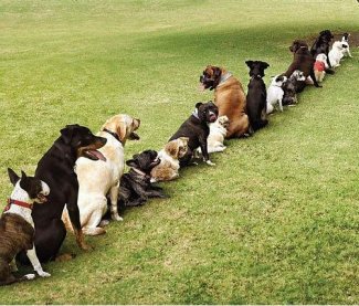 dogs_are_lining_up