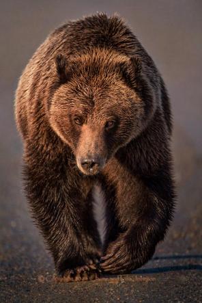 grizzly