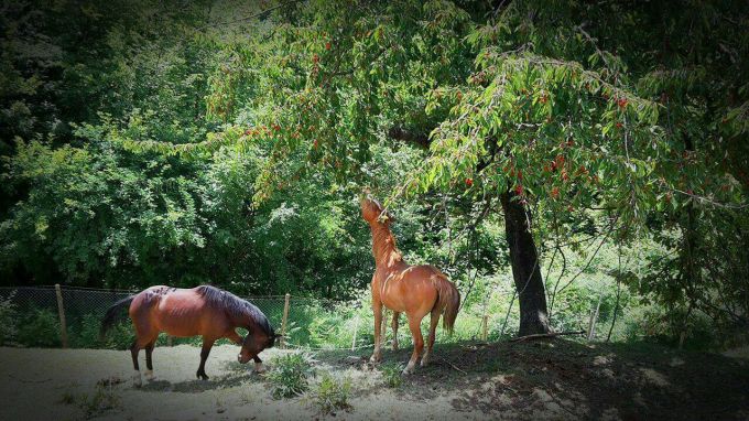 sparta e falo ciliege